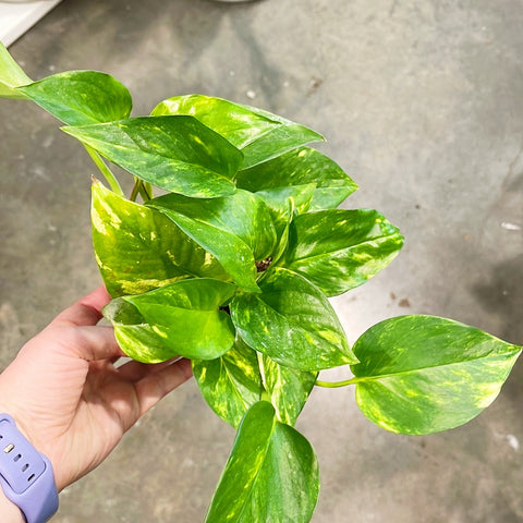 Pothos Golden