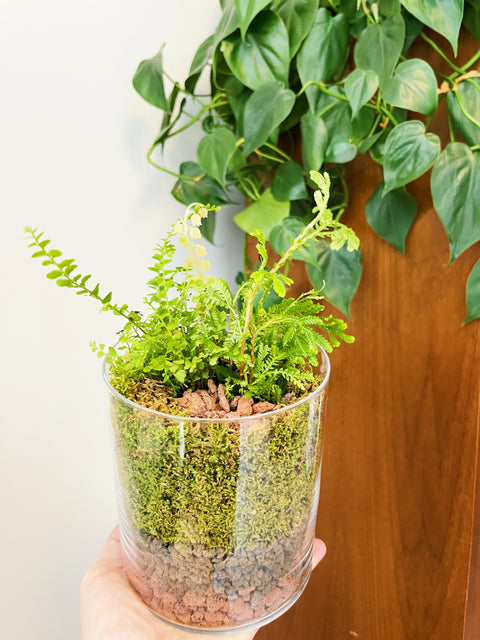 Assorted Tropicals + Moss Terrarium