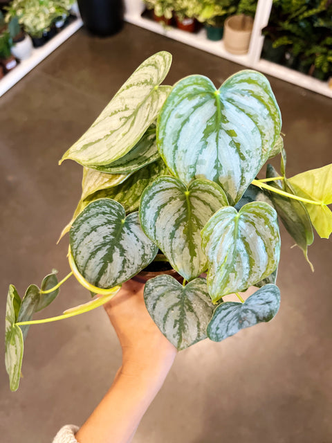 Philodendron Branditianium