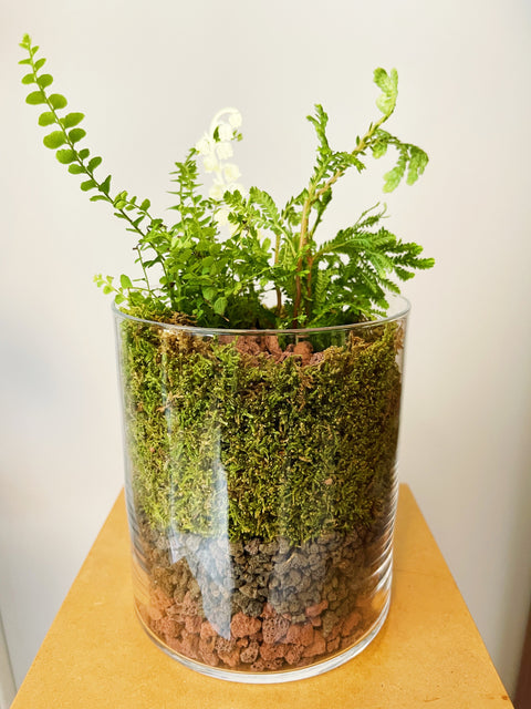 Assorted Tropicals + Moss Terrarium