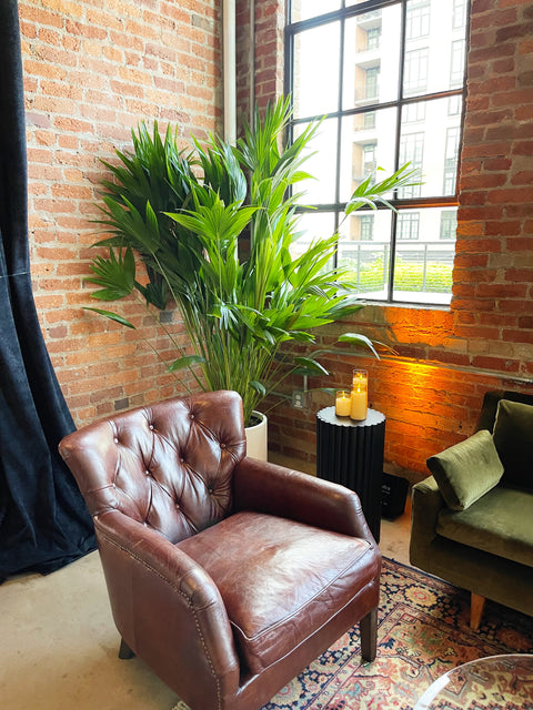 Chinese Fan Palm