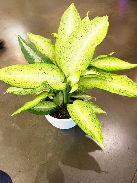 dieffenbachia camouflage for sale Dieffenbachia Camouflage – Jungle & Loom