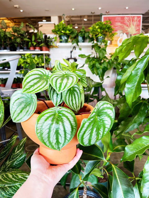 Plant Repotting Demonstration