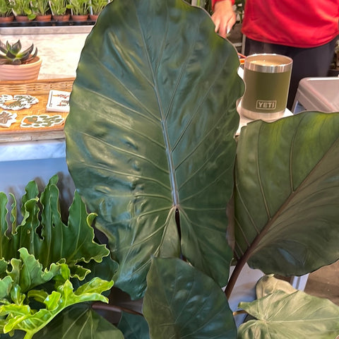 Alocasia Metal Head