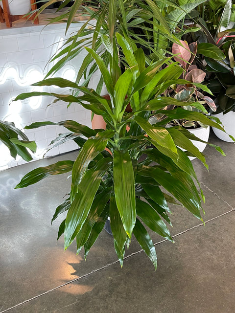janet craig dracaena plant Dracaena Janet Craig Compacta – Jungle & Loom