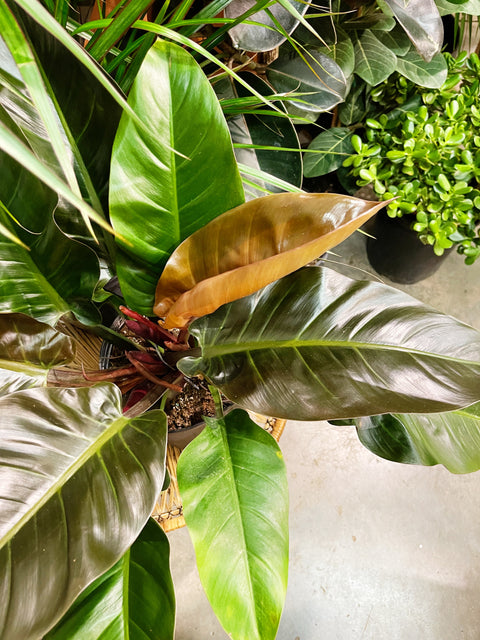 Philodendron Red Congo