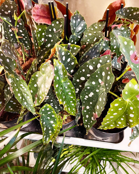 Begonia Maculata