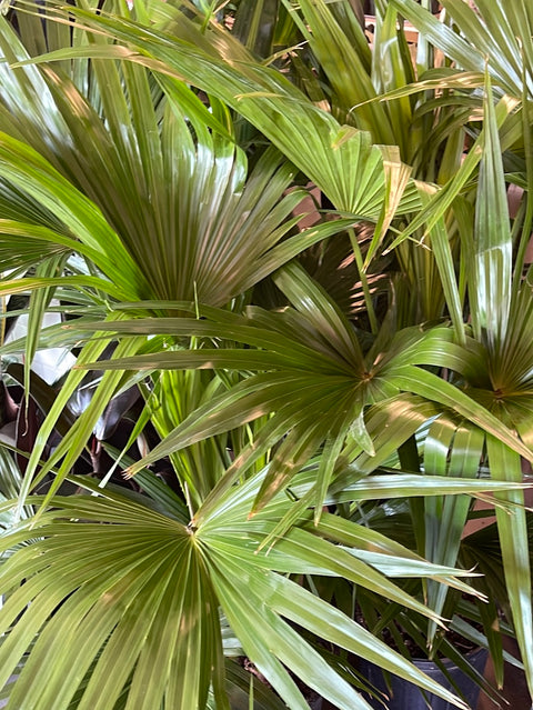 Chinese Fan Palm