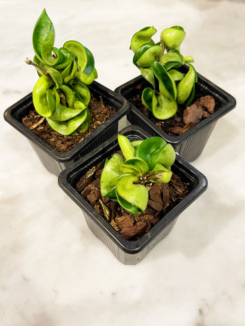 Hoya Compacta