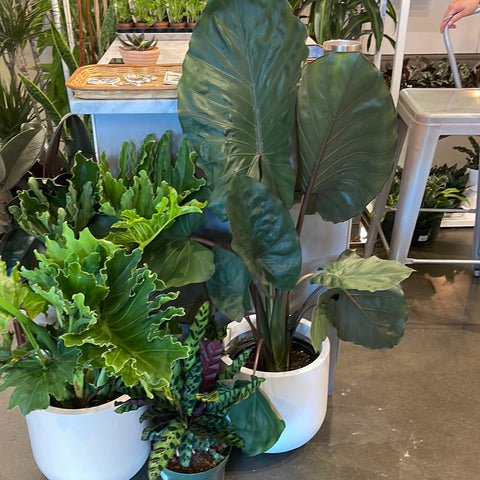 Alocasia Metal Head