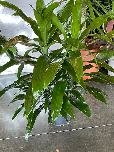 dracaena carmen plant Dracaena Janet Craig Compacta – Jungle & Loom