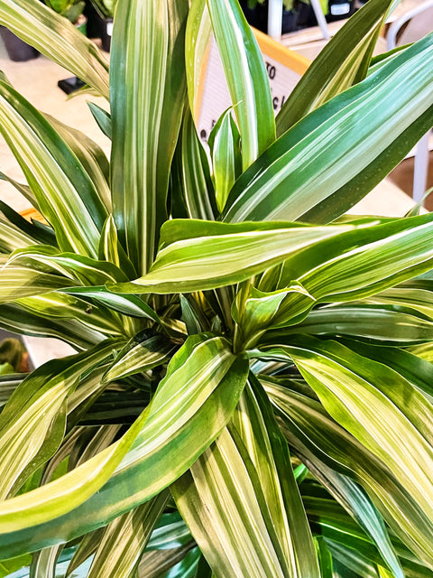 Dracaena Warneckii Cane