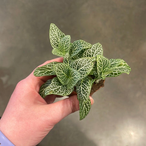 Fittonia