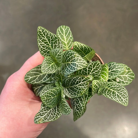 Fittonia