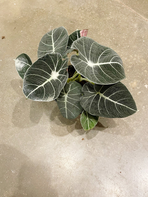 Alocasia Black Velvet