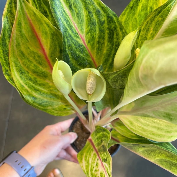 aglaonema golden flourite Aglaonema Golden Papaya Fluorite – Jungle & Loom