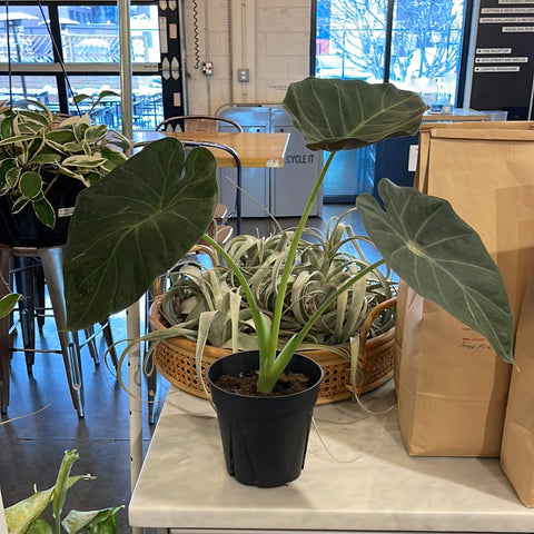 Alocasia Regal Shield