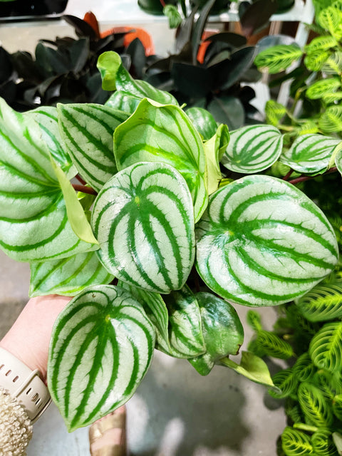 Peperomia Watermelon