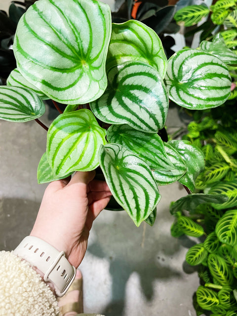 Peperomia Watermelon