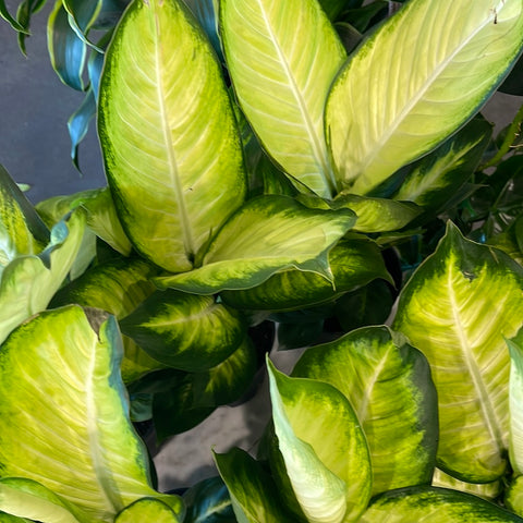 Dieffenbachia Tropic Marianne