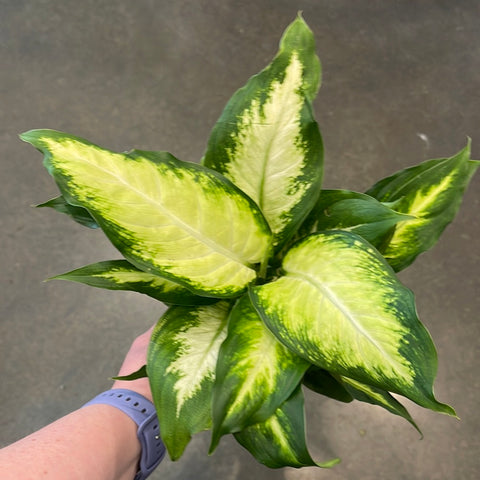 Dieffenbachia Camile