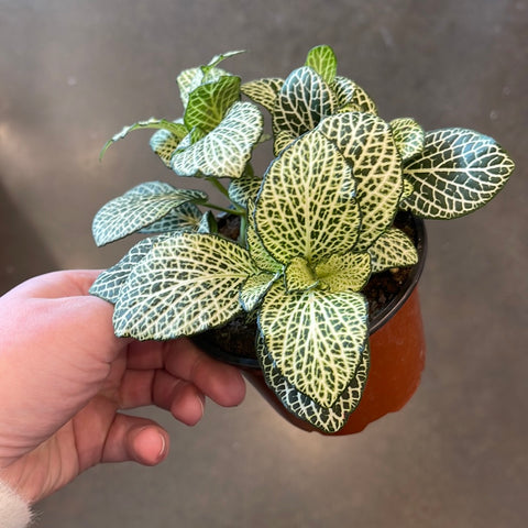 Fittonia