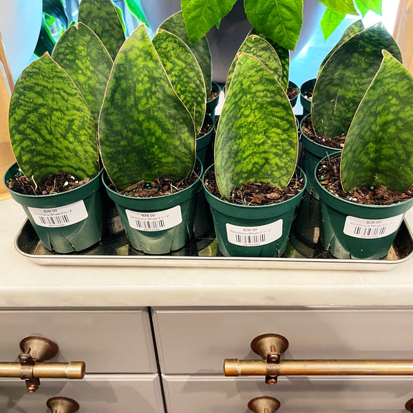sansevieria victoria care Sansevaria Victoria – Jungle & Loom