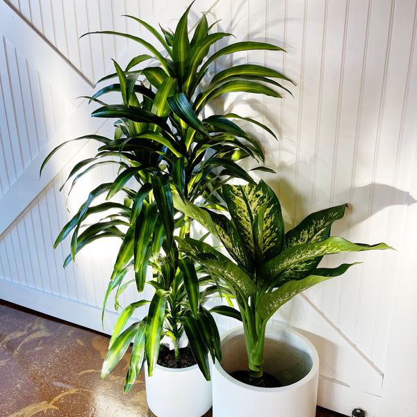 Dracaena Hawaiian Sunshine – Jungle & Loom