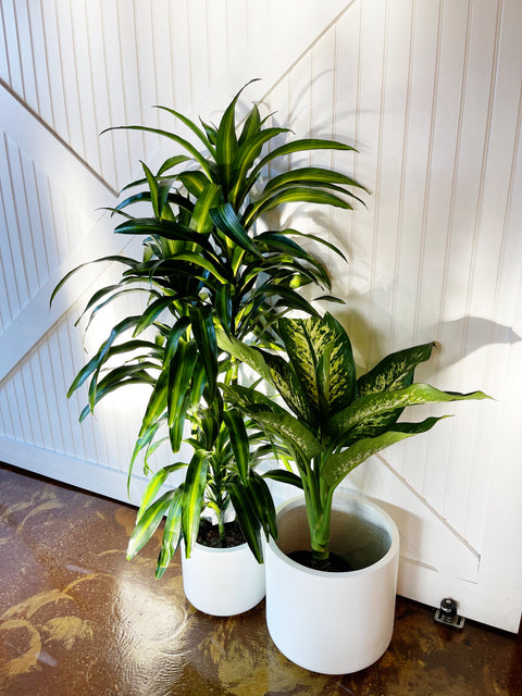 dracaena hawaiian sunshine care Dracaena Hawaiian Sunshine
