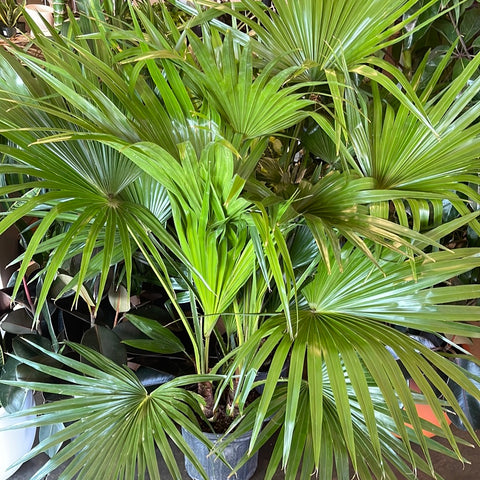 Chinese Fan Palm