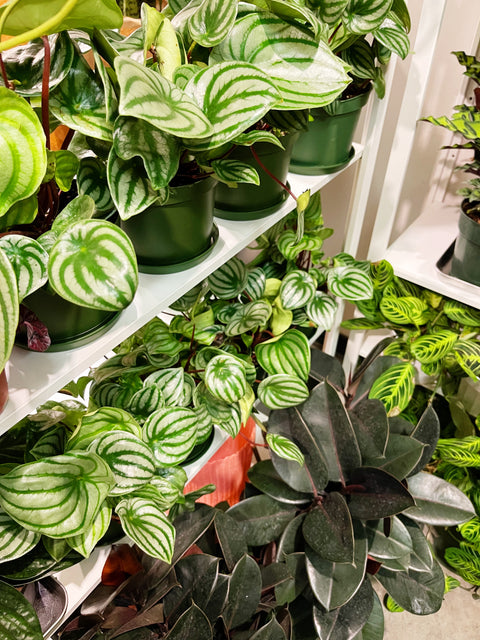 Peperomia Watermelon
