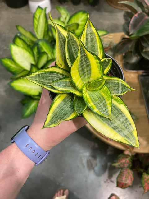 Sansevaria Hahnii Lotus