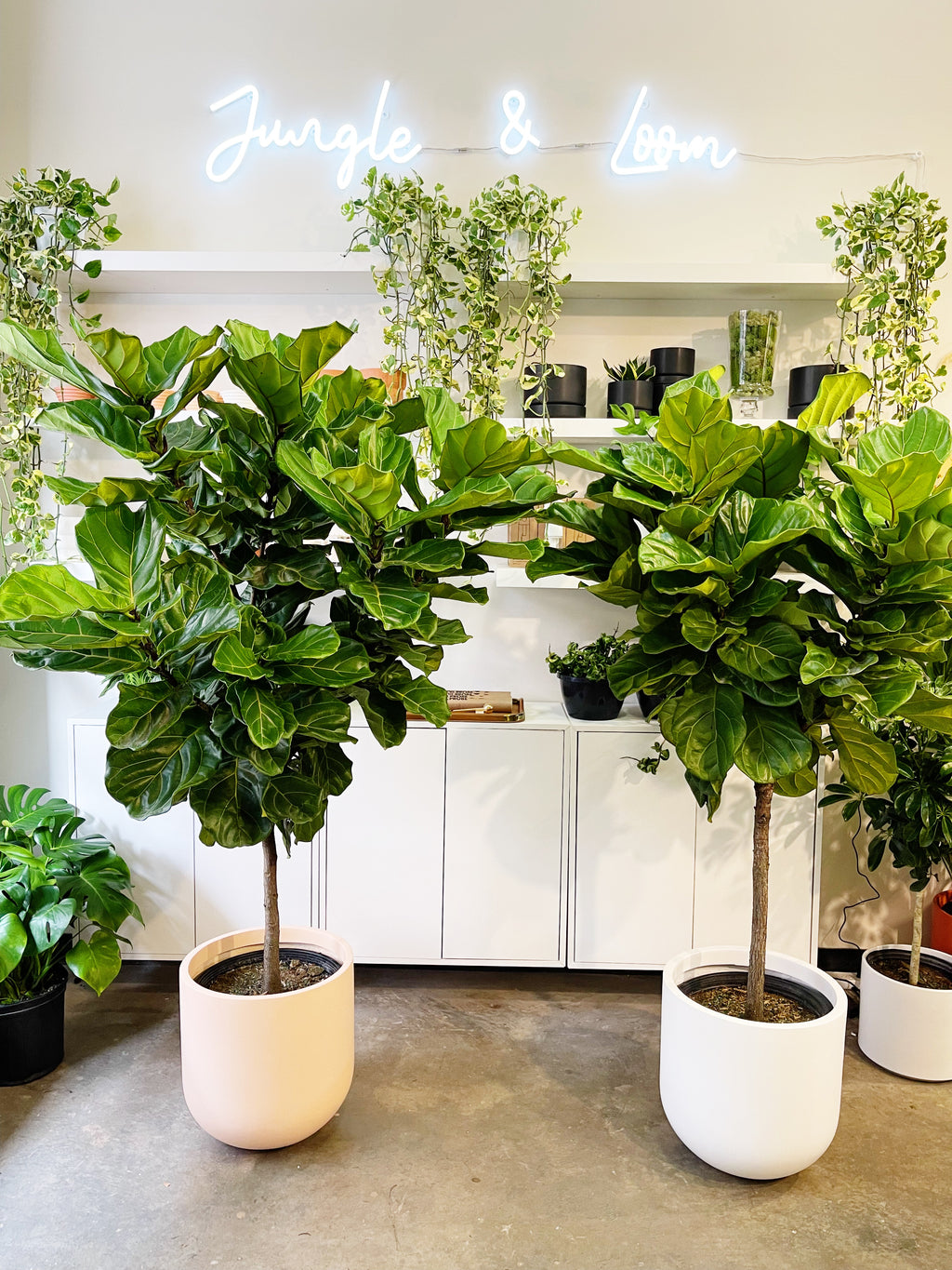 indoor fig tree plant Ficus Lyrata – Jungle & Loom