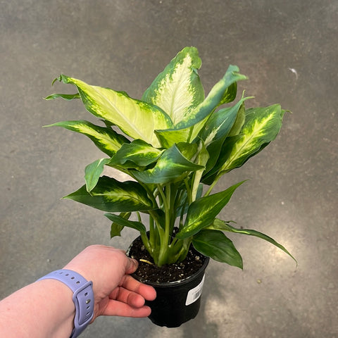 Dieffenbachia Camile