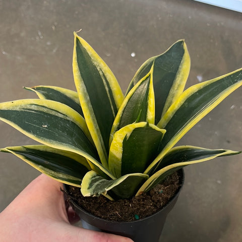 Sanseveria Hahnii Black Gold