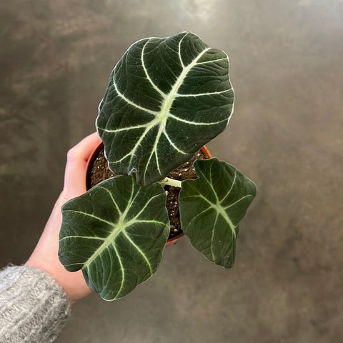 Alocasia Black Velvet