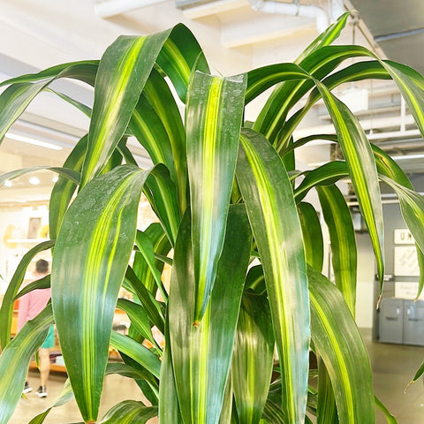 hawaiian dracaena michiko Dracaena Hawaiian Sunshine – Jungle & Loom