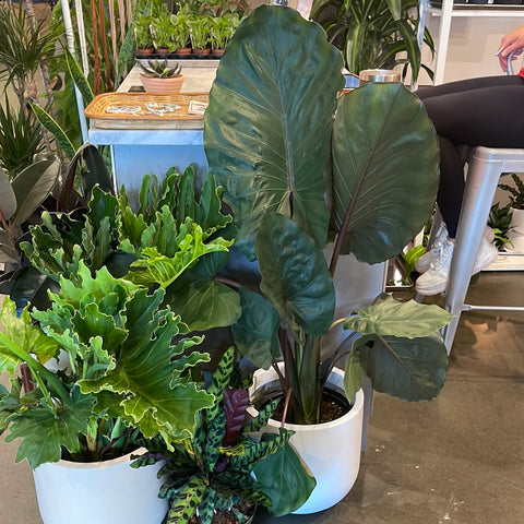 Alocasia Metal Head