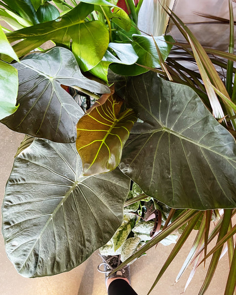 Alocasia Regal Shield