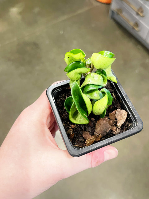 Hoya Compacta