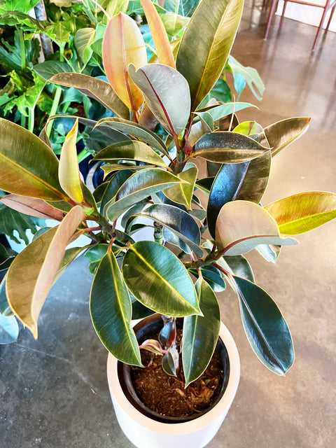 rubber tree melany Ficus Elastica Melany
