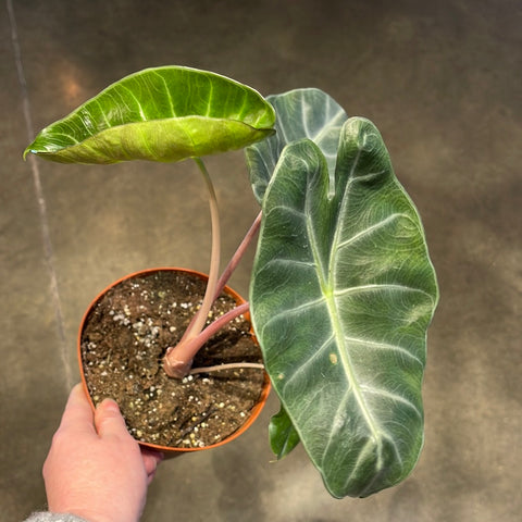Alocasia Pink Dragon