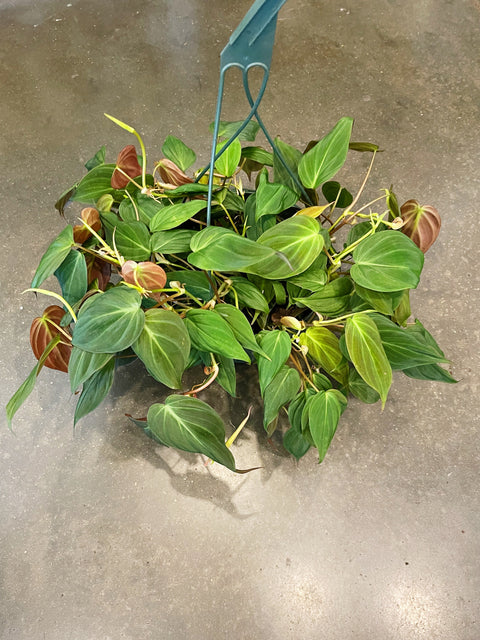 Philodendron Mican