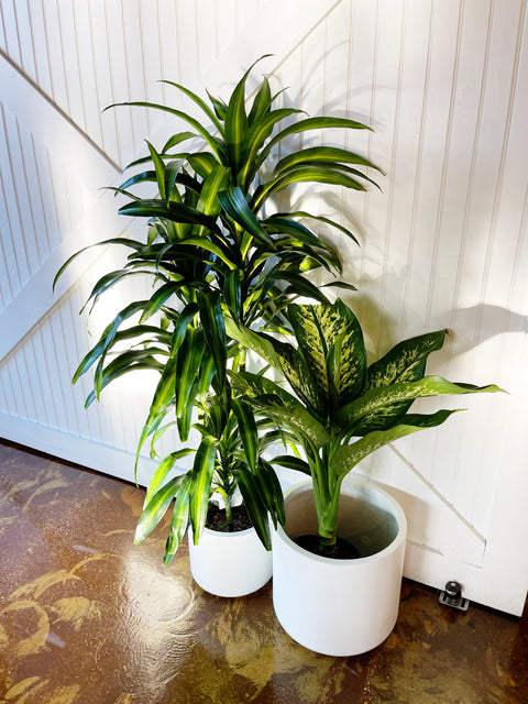 dracaena fragrans hawai Dracaena Hawaiian Sunshine – Jungle & Loom