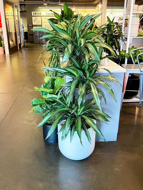 Dracaena Warneckii Cane