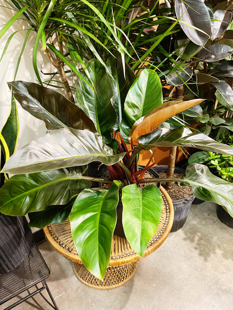 Philodendron Red Congo