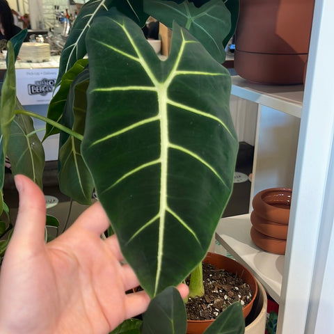 Alocasia Frydek