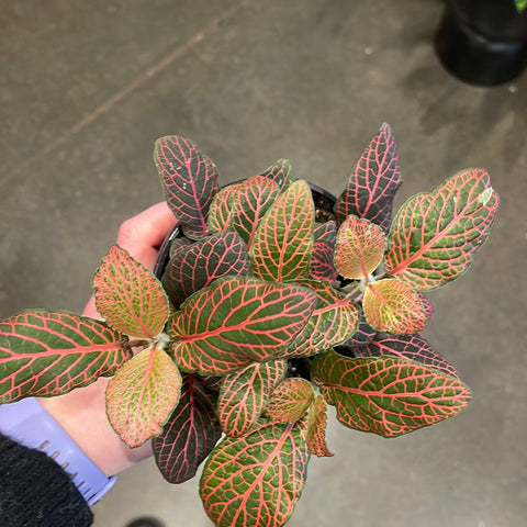 Fittonia