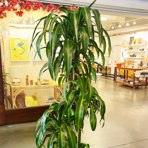 indoor hawaiian plants Dracaena Hawaiian Sunshine – Jungle & Loom