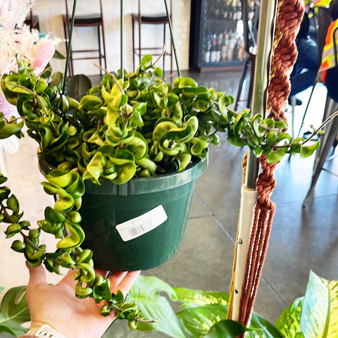 Hoya Compacta